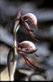 lyperanthus
